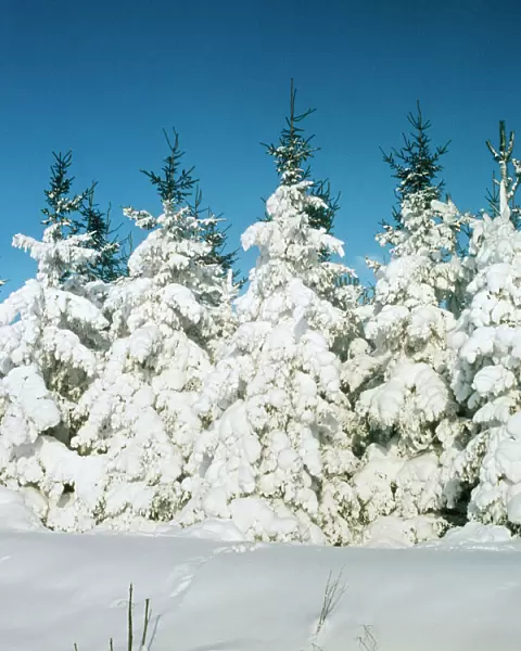 Fir Trees In snow