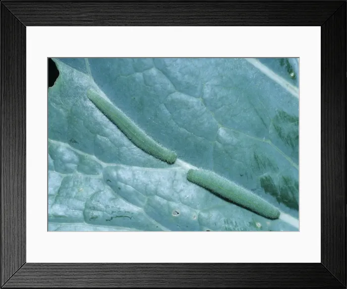 Framed Print : Small White Butterfly 2 Larva / Caterpillar on leaf Framed Print : Small White Butterfly 2 Larva / Caterpillar on leaf