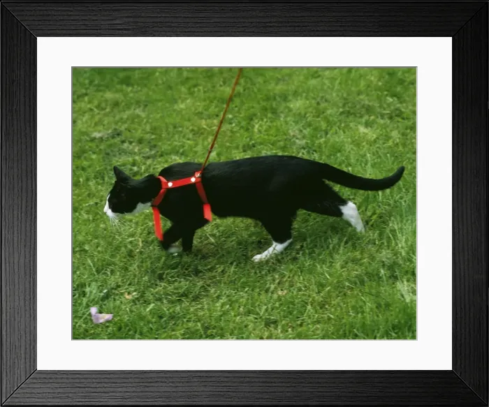 Framed Print : Cat - with harness Framed Print : Cat - with harness