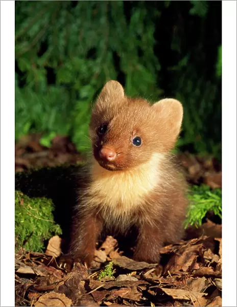 Pine Martin - young, on forest floor. Ural Mountains, Russia