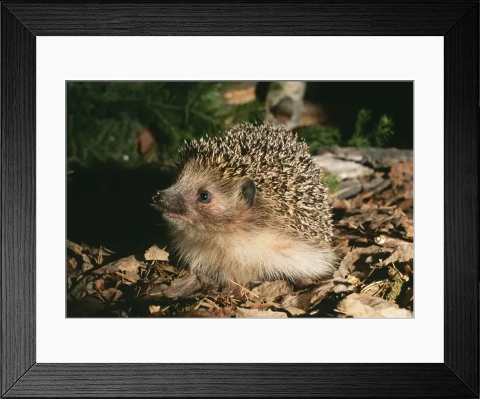 Framed Print : Common Hedgehog - searching for food Framed Print : Common Hedgehog - searching for food