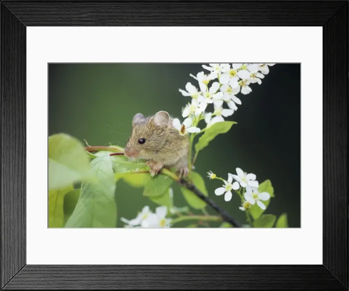 Framed Print : Northern Birch Mouse - feeds on bird cherry (Prunus padus L. ) buds and flowers, river Negustyah bank, a tributary of river Bolshoi Ugan, near Ugut settlement; Uganskii Nat. reserve, Siberia, Russia; spring Ug37. 0125 Framed Print : Northern Birch Mouse - feeds on bird cherry (Prunus padus L. ) buds and flowers, river Negustyah bank, a tributary of river Bolshoi Ugan, near Ugut settlement; Uganskii Nat. reserve, Siberia, Russia; spring Ug37. 0125