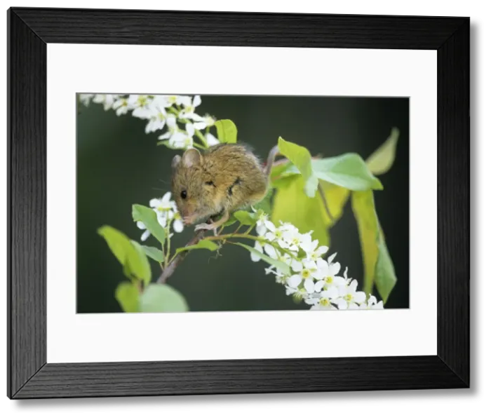 Framed Print : Northern birch mouse feeds on bird cherry (Prunus padus L. ) buds and flowers, river Negustyah bank, a tributary of river Bolshoi Ugan, near Ugut settlement; Uganskii Nat. reserve, Siberia, Russia; spring Framed Print : Northern birch mouse feeds on bird cherry (Prunus padus L. ) buds and flowers, river Negustyah bank, a tributary of river Bolshoi Ugan, near Ugut settlement; Uganskii Nat. reserve, Siberia, Russia; spring