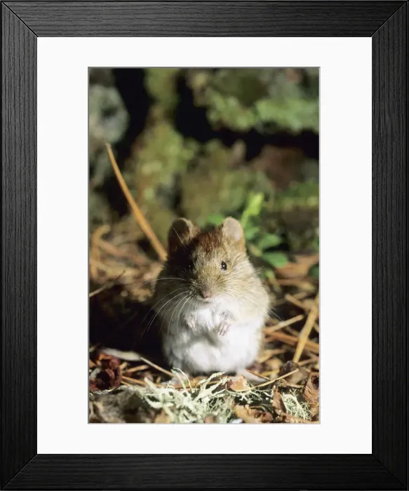 Framed Print : Northern redbacked vole, feeds on taiga-forest floor near river Negustyah, a tributary of river Bolshoi Ugan, near Ugut settlement; Uganskii Nat. reserve, Siberia, Russia; spring