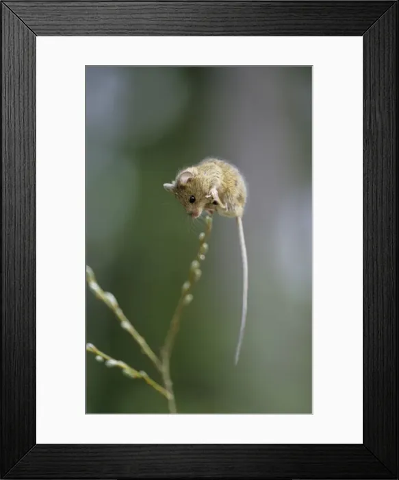 Framed Print : Northern birch mouse explores willow branch, feeding on buds; river Negustyah bank, a tributary of river Bolshoi Ugan, near Ugut settlement; Uganskii Nat. reserve, Siberia, Russia; spring Framed Print : Northern birch mouse explores willow branch, feeding on buds; river Negustyah bank, a tributary of river Bolshoi Ugan, near Ugut settlement; Uganskii Nat. reserve, Siberia, Russia; spring
