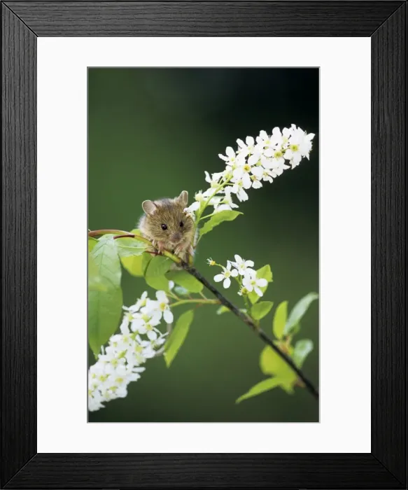 Framed Print : Northern birch mouse feeds on bird cherry (Prunus padus L. ) buds and flowers, river Negustyah bank, a tributary of river Bolshoi Ugan, near Ugut settlement; Uganskii Nat. reserve, Siberia, Russia; spring Framed Print : Northern birch mouse feeds on bird cherry (Prunus padus L. ) buds and flowers, river Negustyah bank, a tributary of river Bolshoi Ugan, near Ugut settlement; Uganskii Nat. reserve, Siberia, Russia; spring