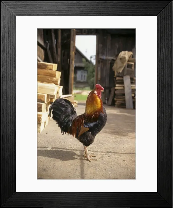Framed Print : Cock in a village-yard, typical colouring Middle Ural mountains, Russia, summer Ur30. 0807 Framed Print : Cock in a village-yard, typical colouring Middle Ural mountains, Russia, summer Ur30. 0807