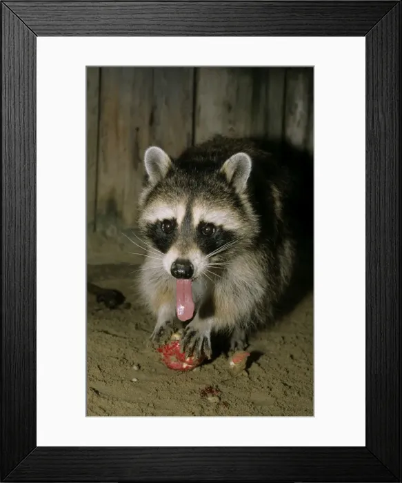 Framed Print : Common Raccoon, adult female; eating an apple; Zoo in Ekaterinburg, Urals, Russia; autumn Ur37. 1672 Framed Print : Common Raccoon, adult female; eating an apple; Zoo in Ekaterinburg, Urals, Russia; autumn Ur37. 1672
