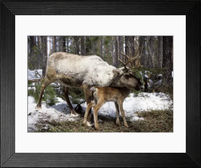Framed Print : Reindeer with calf in Siberia - Domestic female reindeer, newborn calf, forest near river Taz; spring; North Tumen regon, Siberia, Russia Tz30. 0461
