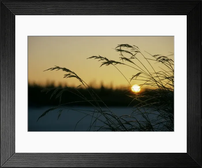 Framed Print : Dry grasses in sunrise over frozen river Hudosey, a tributary of river Taz, and taiga-forest; above the Polar Circle - in winter sunset goes straight into sunset; midwinter; North Tumen region, Siberia, Russia Tz30. 0226 Framed Print : Dry grasses in sunrise over frozen river Hudosey, a tributary of river Taz, and taiga-forest; above the Polar Circle - in winter sunset goes straight into sunset; midwinter; North Tumen region, Siberia, Russia Tz30. 0226