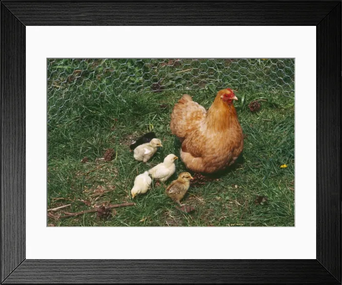 Framed Print : Puff Pekin Chicken - Hen with various chicks Framed Print : Puff Pekin Chicken - Hen with various chicks