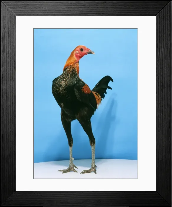 Framed Print : Chicken Brown & Red Fowl Cock Modern game breed Framed Print : Chicken Brown & Red Fowl Cock Modern game breed