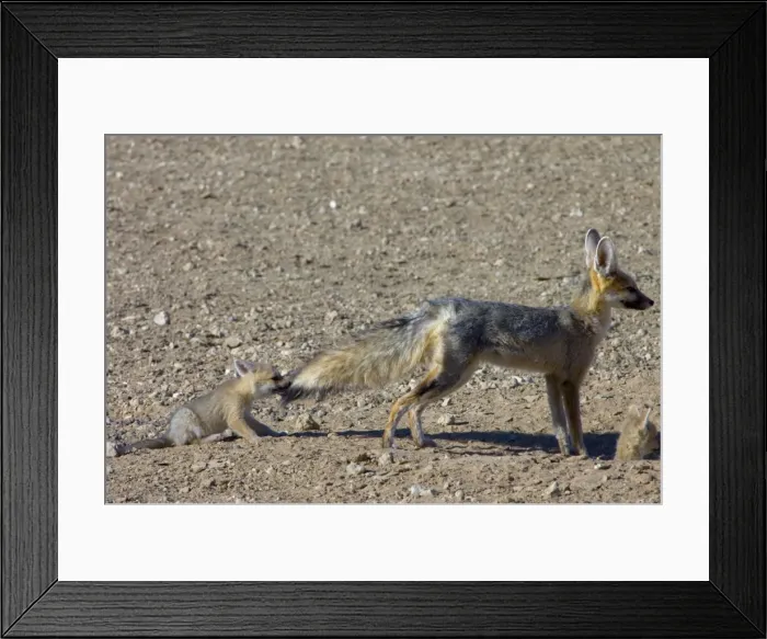 Framed Print : Cape Fox - Pup pulling male's tail. Nocturnal predator of invertebrates, rodents, reptiles and birds. Also wild fruit and carrion. Only true fox in subregion. Endemic in South Africa, Botswana, Namibia and SW Angola