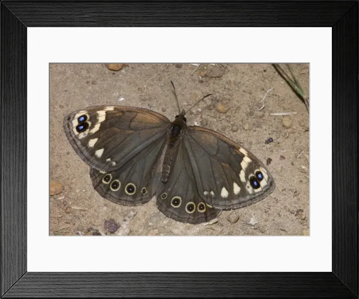 Framed Print : Cape Autumn Widow Butterfly - Adult resting on ground. Inhabits grassy areas on mountain slopes and lower ground, sometimes straying into urban areas. Females scatter eggs in flight; larvae feed on grasses. Confined to Western and Eastern Cape Framed Print : Cape Autumn Widow Butterfly - Adult resting on ground. Inhabits grassy areas on mountain slopes and lower ground, sometimes straying into urban areas. Females scatter eggs in flight; larvae feed on grasses. Confined to Western and Eastern Cape