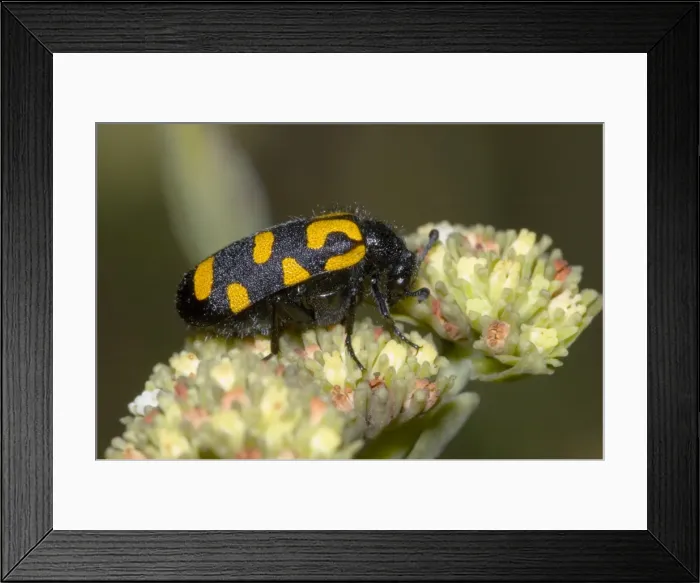 Framed Print : Spotted Blister Beetle - feeding on flowers of plakkiebos (Crassula cultrata). Secretes poisonous liquid from leg joints if handled, blistering human skin. Diurnal. Widespread, in diverse habitats. Grahamstown, Eastern Cape, South Africa Framed Print : Spotted Blister Beetle - feeding on flowers of plakkiebos (Crassula cultrata). Secretes poisonous liquid from leg joints if handled, blistering human skin. Diurnal. Widespread, in diverse habitats. Grahamstown, Eastern Cape, South Africa