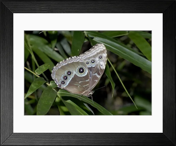 Framed Print : Blue Morpho Butterfly - resting, showing underwing pattern. Blue colour (top of wings) of males caused by diffraction and light interference. Eyespots startle predatora. Adults drink juices from rotting fruit Framed Print : Blue Morpho Butterfly - resting, showing underwing pattern. Blue colour (top of wings) of males caused by diffraction and light interference. Eyespots startle predatora. Adults drink juices from rotting fruit