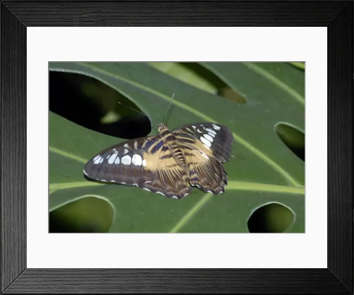Framed Print : Brown Clipper Butterflies -resting on leaf. Forest dweller flying below canopy; attracted to damp river sand; bask on branches and leaves in sunlight. Larvae feed on Modecca sp and Adenia palmata (Passifloraceae). Occur in Malaysia and Philippines Framed Print : Brown Clipper Butterflies -resting on leaf. Forest dweller flying below canopy; attracted to damp river sand; bask on branches and leaves in sunlight. Larvae feed on Modecca sp and Adenia palmata (Passifloraceae). Occur in Malaysia and Philippines