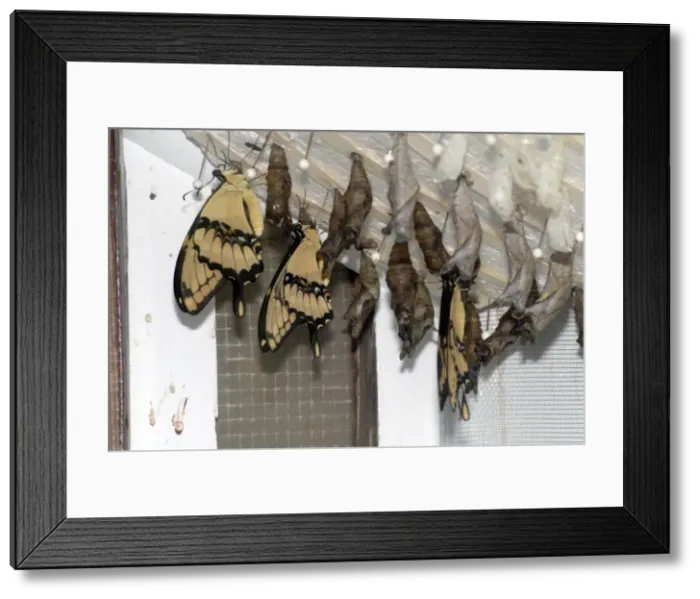 Framed Print : Giant Swallowtail Butterflies emerging from pupae in butterfly house. Larvae feed on citrus (Ruta spp. ) and wild lime (Zanthoxylum fagara). Adults often drink from puddles on ground Framed Print : Giant Swallowtail Butterflies emerging from pupae in butterfly house. Larvae feed on citrus (Ruta spp. ) and wild lime (Zanthoxylum fagara). Adults often drink from puddles on ground