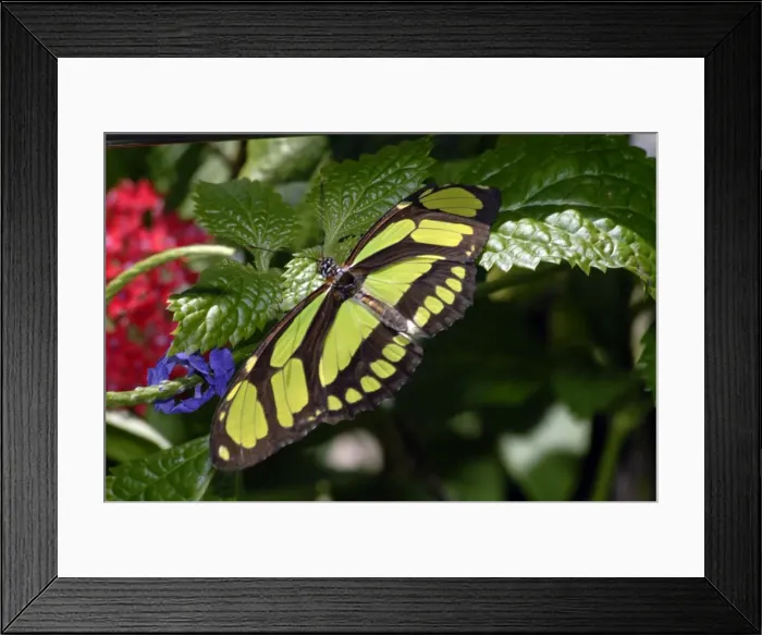 Framed Print : Green Longwing Butterfly. Flies above forest canopy in rain forest habitats from sea level to 1200m. Occurs from Mexico, Amazon Basin to Argentina Framed Print : Green Longwing Butterfly. Flies above forest canopy in rain forest habitats from sea level to 1200m. Occurs from Mexico, Amazon Basin to Argentina
