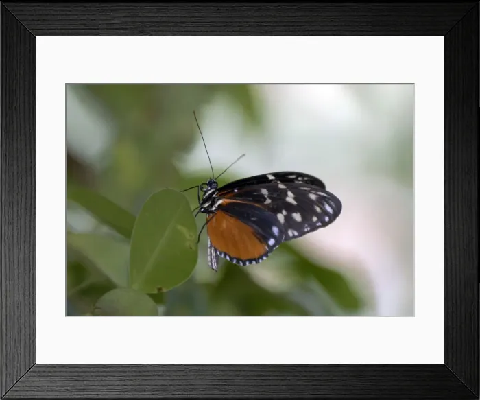 Framed Print : Hecales Longwing Butterfly. Pungent odour given off from gland at tip of abdomen if disturbed. Larvae feed on Passifloraceae. Occurs in Central and South America from sea level to 1700m. The most widespread heliconian in Costa Rica Framed Print : Hecales Longwing Butterfly. Pungent odour given off from gland at tip of abdomen if disturbed. Larvae feed on Passifloraceae. Occurs in Central and South America from sea level to 1700m. The most widespread heliconian in Costa Rica