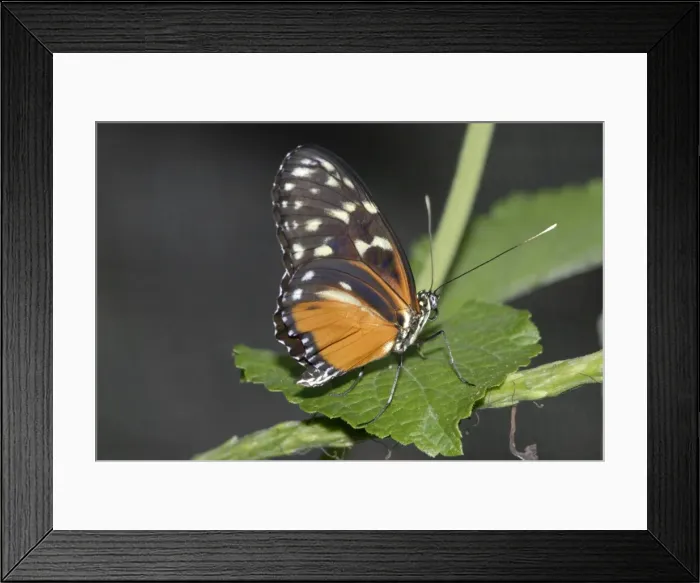Framed Print : Hecales Longwing Butterfly. Pungent odour given off from gland at tip of abdomen if disturbed. Larvae feed on Passifloraceae. Occurs in Central and South America from sea level to 1700m. The most widespread heliconian in Costa Rica Framed Print : Hecales Longwing Butterfly. Pungent odour given off from gland at tip of abdomen if disturbed. Larvae feed on Passifloraceae. Occurs in Central and South America from sea level to 1700m. The most widespread heliconian in Costa Rica