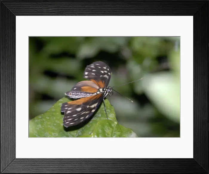 Framed Print : Hecales Longwing Butterfly. Pungent odour given off from gland at tip of abdomen if disturbed. Larvae feed on Passifloraceae. Occurs in Central and South America from sea level to 1700m. The most widespread heliconian in Costa Rica Framed Print : Hecales Longwing Butterfly. Pungent odour given off from gland at tip of abdomen if disturbed. Larvae feed on Passifloraceae. Occurs in Central and South America from sea level to 1700m. The most widespread heliconian in Costa Rica