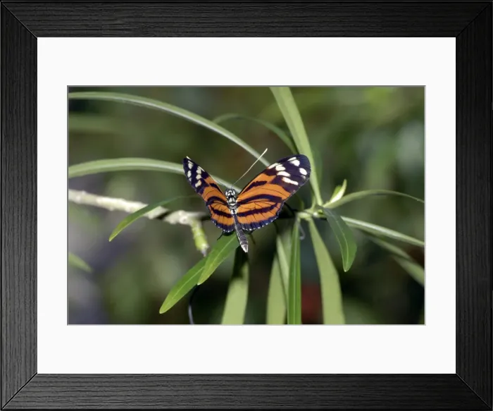 Framed Print : Tiger Heliconian Butterfly. Larvae feed on Passiflora quadrangularis. Occurs in Colombia and Mexico Framed Print : Tiger Heliconian Butterfly. Larvae feed on Passiflora quadrangularis. Occurs in Colombia and Mexico
