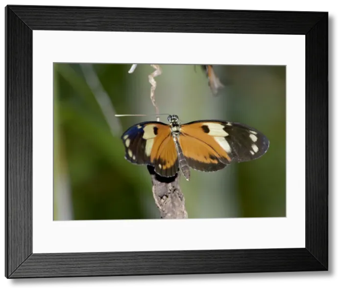 Framed Print : Tiger Heliconian Butterfly. Larvae feed on Passiflora quadrangularis. Occurs in Colombia and Mexico