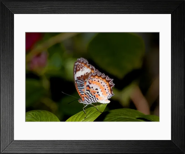 Framed Print : Red Lacewing Butterfly. Inhabits rain forests, especially along forest edge and tracks through forest. Adults drink nectar from Lantana camara. Larval food plant Passiflora cochinchinese imparts distastefulness to adult Framed Print : Red Lacewing Butterfly. Inhabits rain forests, especially along forest edge and tracks through forest. Adults drink nectar from Lantana camara. Larval food plant Passiflora cochinchinese imparts distastefulness to adult