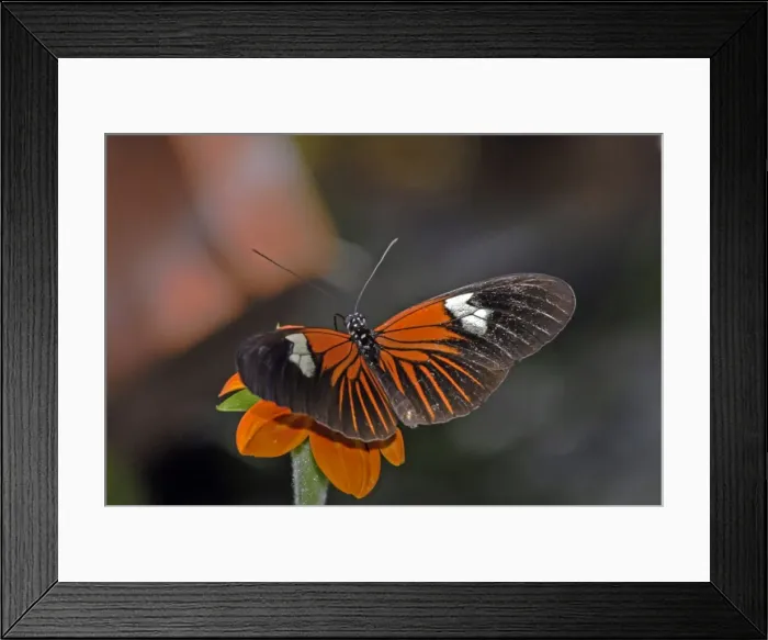 Framed Print : Madiera butterfly visiting flower. Neotropical distribution Framed Print : Madiera butterfly visiting flower. Neotropical distribution