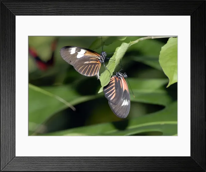 Framed Print : Madiera butterflies mating. Neotropical distribution Framed Print : Madiera butterflies mating. Neotropical distribution