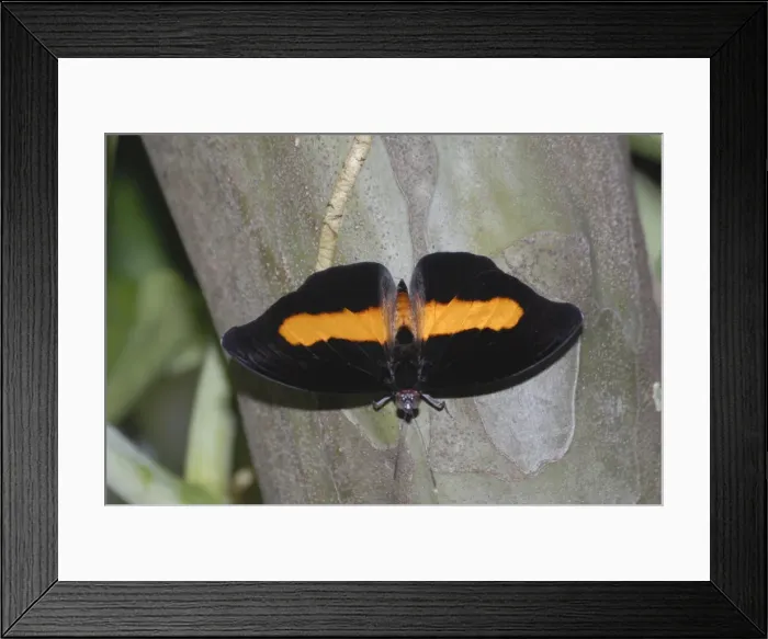 Framed Print : Orange-banded Shoemaker Butterfly resting on leaf. Larvae feed on Alchomea sp. Occurs in Costa Rica, Colombia and NW Ecuador Framed Print : Orange-banded Shoemaker Butterfly resting on leaf. Larvae feed on Alchomea sp. Occurs in Costa Rica, Colombia and NW Ecuador