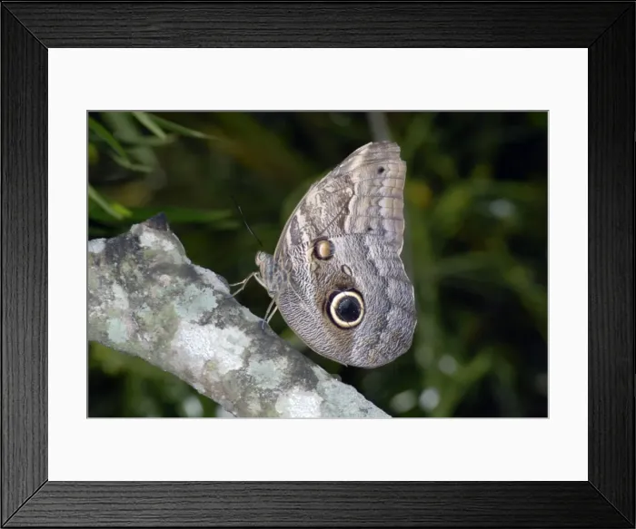 Framed Print : Owl butterfly. Eyespots on underside of wings used in defence. Central and South America, inhabiting rainforests Framed Print : Owl butterfly. Eyespots on underside of wings used in defence. Central and South America, inhabiting rainforests