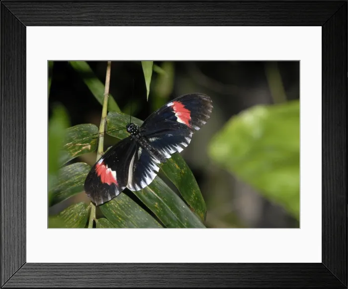 Framed Print : Piano Key butterfly. Neotropical distribution