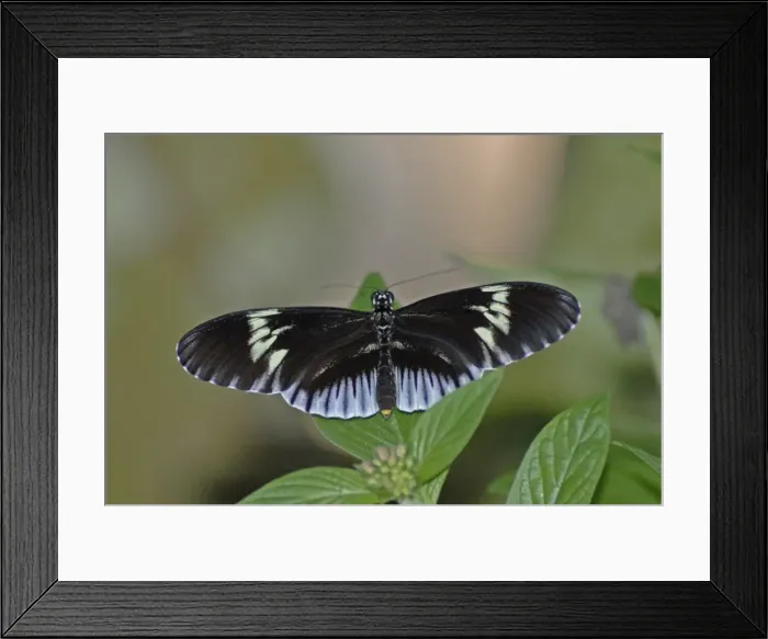 Framed Print : Piano Key butterfly. Neotropical distribution Framed Print : Piano Key butterfly. Neotropical distribution