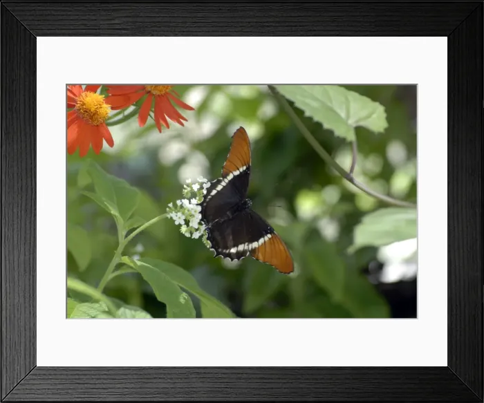 Framed Print : Rusty-tipped Page Butterfly resting on leaf. Inhabits wet subtropical forests, edges and rivers. Adults feed on nectar, also on rotting fruit, dung and carrion. Occurs in Mexico / Guatemala Framed Print : Rusty-tipped Page Butterfly resting on leaf. Inhabits wet subtropical forests, edges and rivers. Adults feed on nectar, also on rotting fruit, dung and carrion. Occurs in Mexico / Guatemala