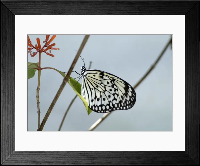 Framed Print : Tree Nymph Butterfly. Distasteful. Inhabits wet ropical forests and mangroves. Occurs in Philippines Framed Print : Tree Nymph Butterfly. Distasteful. Inhabits wet ropical forests and mangroves. Occurs in Philippines