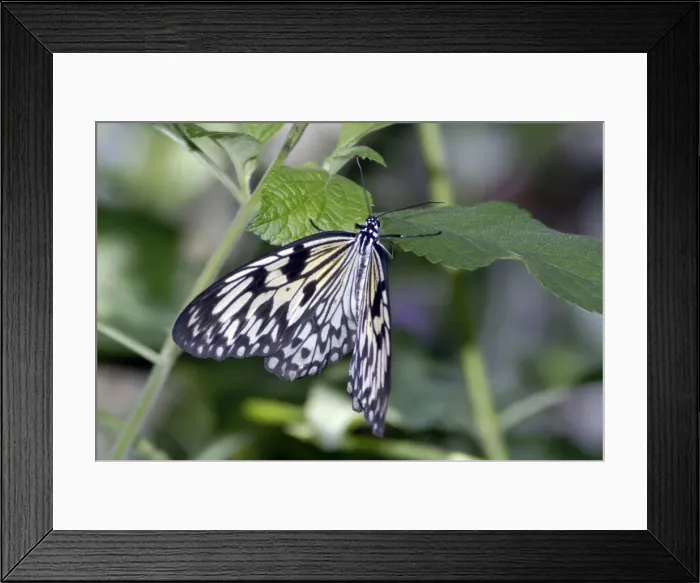 Framed Print : Tree Nymph Butterfly. Distasteful. Inhabits wet ropical forests and mangroves. Occurs in Philippines