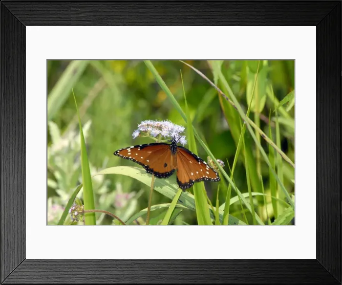 Framed Print : Queen Butterfly - male, distinguished from female by black spot on hindwing. Inhabits open areas, meadows and roadsides, larvae feeding on milkweeds and Oleander. Adults and larvae toxic to predators. Occurs in Florida and Georgia to Kansas, USA Framed Print : Queen Butterfly - male, distinguished from female by black spot on hindwing. Inhabits open areas, meadows and roadsides, larvae feeding on milkweeds and Oleander. Adults and larvae toxic to predators. Occurs in Florida and Georgia to Kansas, USA