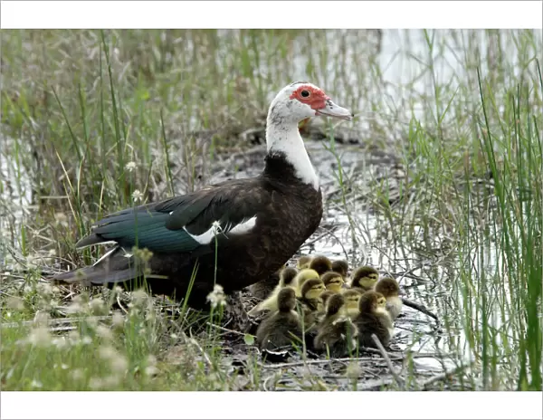 Muscovy Duck with recently hatched ducklings sheltering beside water. Widespread in suburbs. Originates from Mexico. Weston, Florida, USA