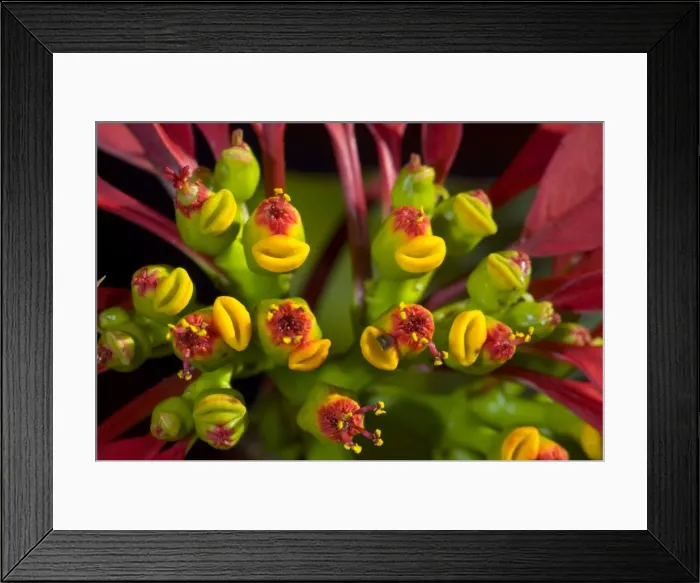 Framed Print : Poinsettia flowers closeup. Native of Mexico. Widely planted as ornamental in gardens and towns. Large scarlet bracts surrounding flowers resemble petals. Deciduous. Grahamstown, Eastern Cape, South Africa Framed Print : Poinsettia flowers closeup. Native of Mexico. Widely planted as ornamental in gardens and towns. Large scarlet bracts surrounding flowers resemble petals. Deciduous. Grahamstown, Eastern Cape, South Africa