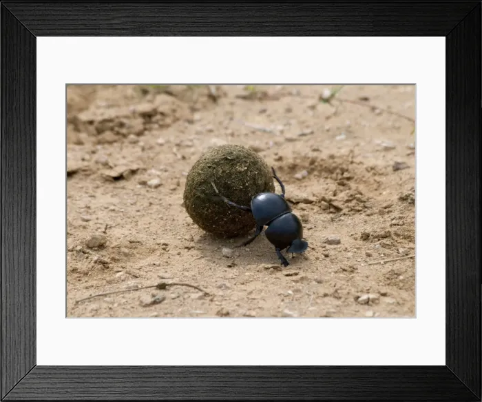 Framed Print : Flightless Dung Beetle - rolling ball of dung to place of burial. Use buffalo dung as larval food for breeding; also eaten by adults as well as elephant dung Framed Print : Flightless Dung Beetle - rolling ball of dung to place of burial. Use buffalo dung as larval food for breeding; also eaten by adults as well as elephant dung