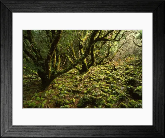 Framed Print : Cool temperate rainforest: moss-covered Antarctic beech Cradle Mountain, Lake St Clair National Park, Tasmania, Australia NON EXCLUSIVE Framed Print : Cool temperate rainforest: moss-covered Antarctic beech Cradle Mountain, Lake St Clair National Park, Tasmania, Australia NON EXCLUSIVE