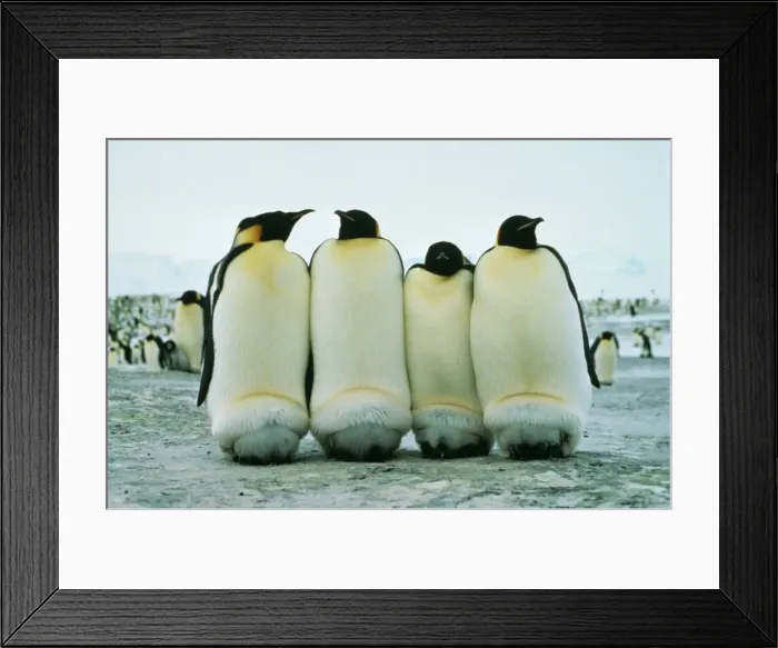 Framed Print : Emperor Penguin Keeping chicks warm, Antarctica Framed Print : Emperor Penguin Keeping chicks warm, Antarctica