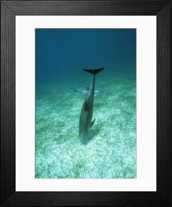 Framed Print : Bottlenose Dolphin - feeding in crater, digging for sand burrowing fish. Bahamas