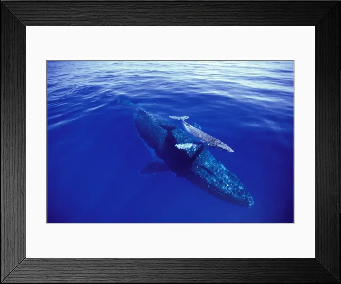 Framed Print : Humpback whale - female with week old calf. Tonga JLR05890 Framed Print : Humpback whale - female with week old calf. Tonga JLR05890
