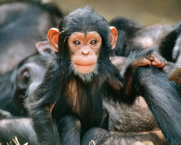 Eastern Long-haired Chimpanzee - baby