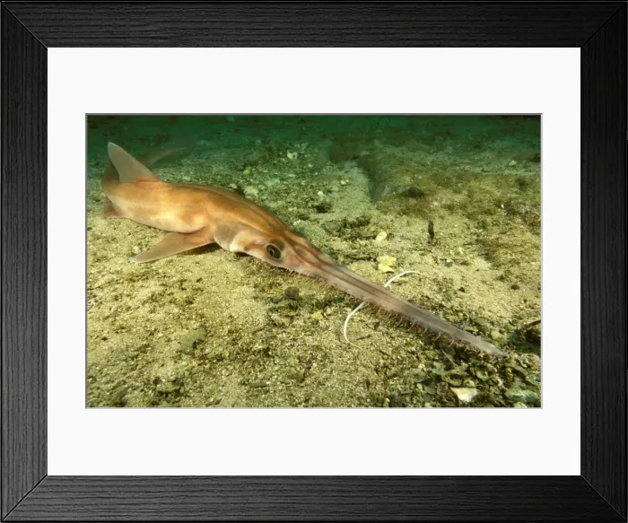 Framed Print : Sawshark Australia SND01667 Framed Print : Sawshark Australia SND01667