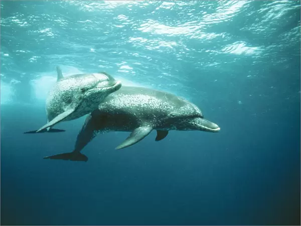 Atlantic Spotted Dolphin Bahamas