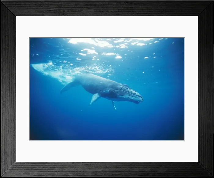 Framed Print : Humpback Whale Young, swims playfully in the waters of Vava'u, Tonga, with it's watchful mother just below Framed Print : Humpback Whale Young, swims playfully in the waters of Vava'u, Tonga, with it's watchful mother just below